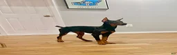 Doberman Pinscher dogs for sale: Last European Doberman Puppy – Female “Purple” – Full AKC Registration - Ad 2