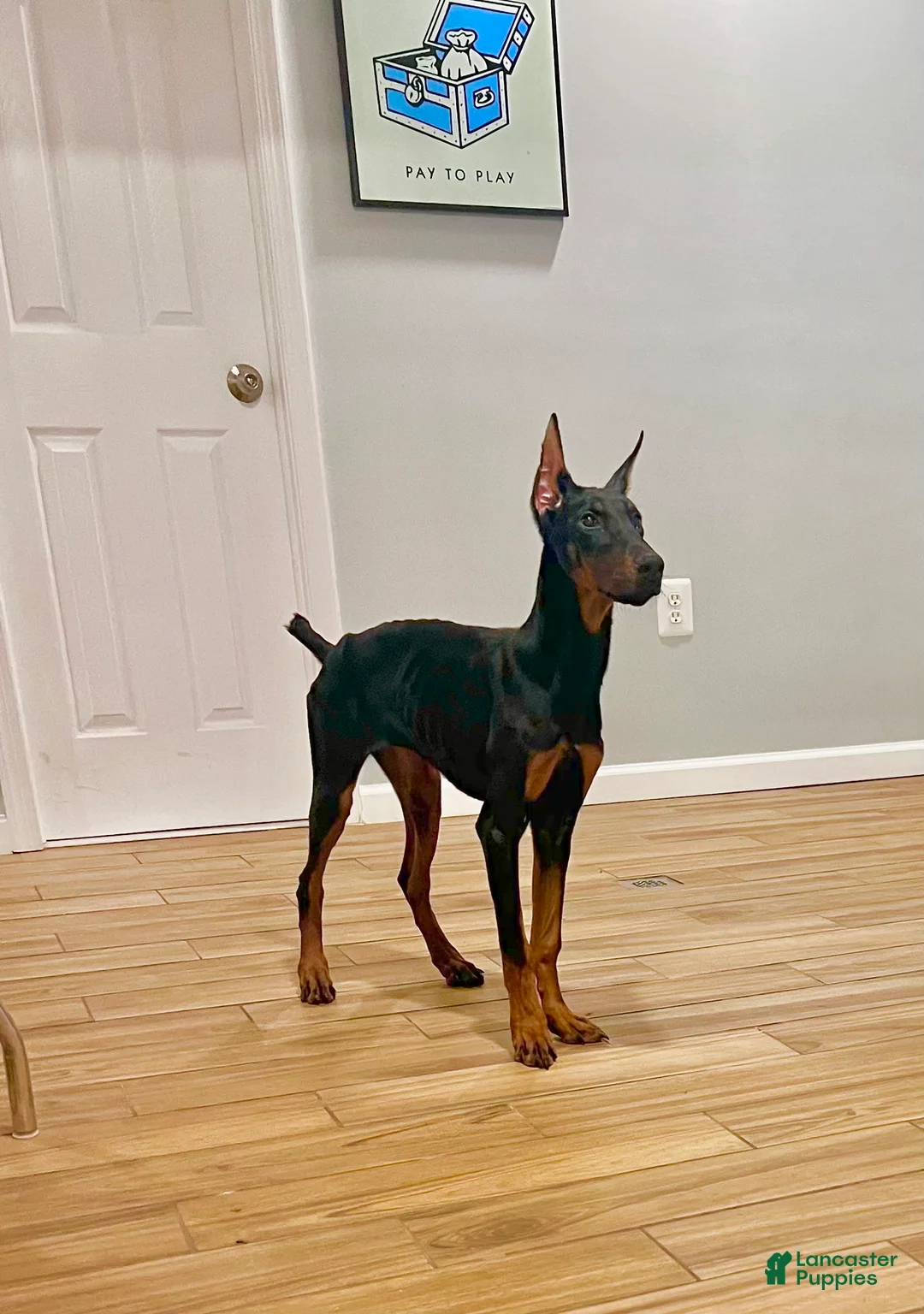 Doberman Pinscher dogs for sale: Last European Doberman Puppy – Female “Purple” – Full AKC Registration - Ad 2