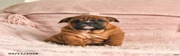 English Bulldog dogs for sale: Bria - Ad 11