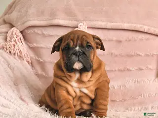 English Bulldog dogs Bria - Ad 21