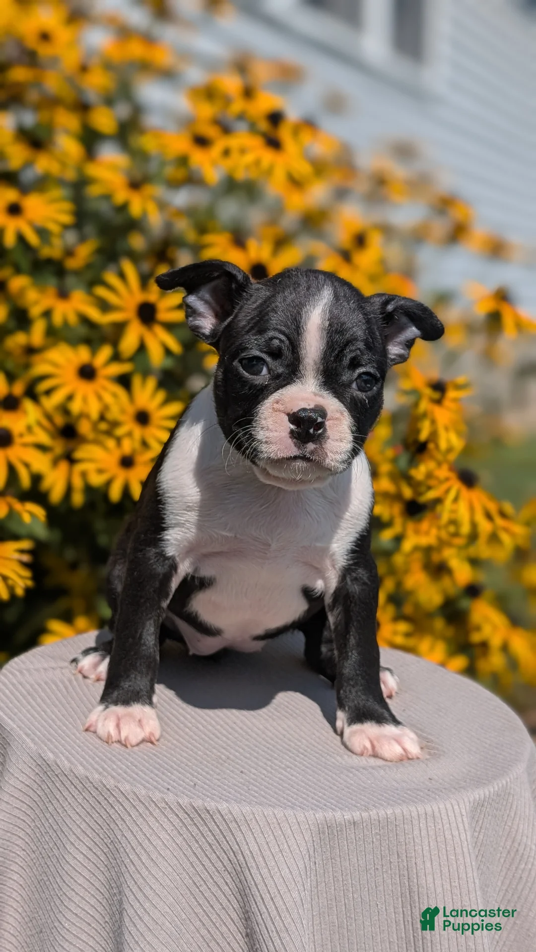 Boston Terrier dogs for sale: Tessa - Ad 2