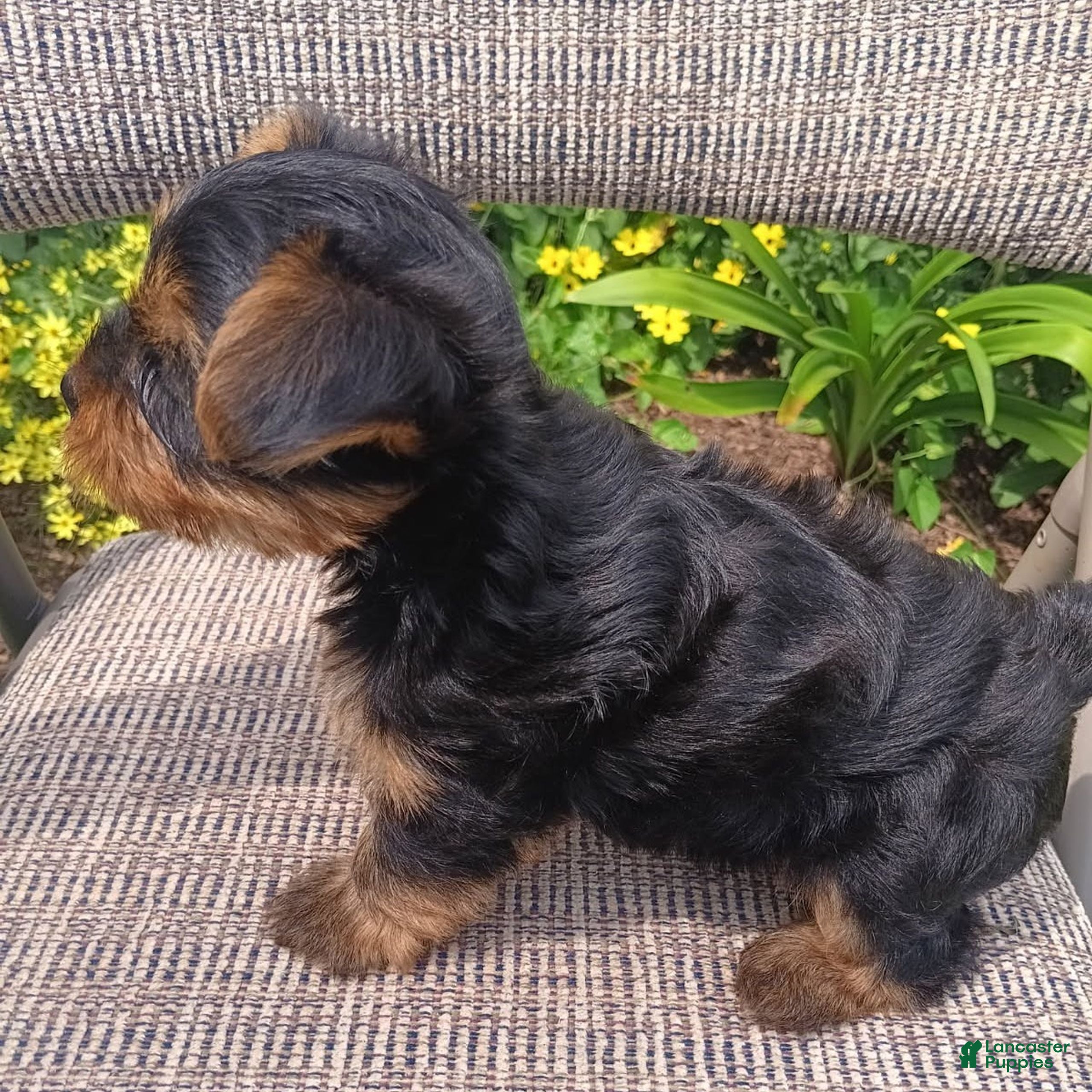 Yorkshire Terrier dogs Bobby  - Ad 2