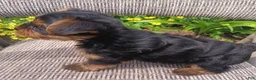 Yorkshire Terrier dogs for sale: Bobby  - Ad 2