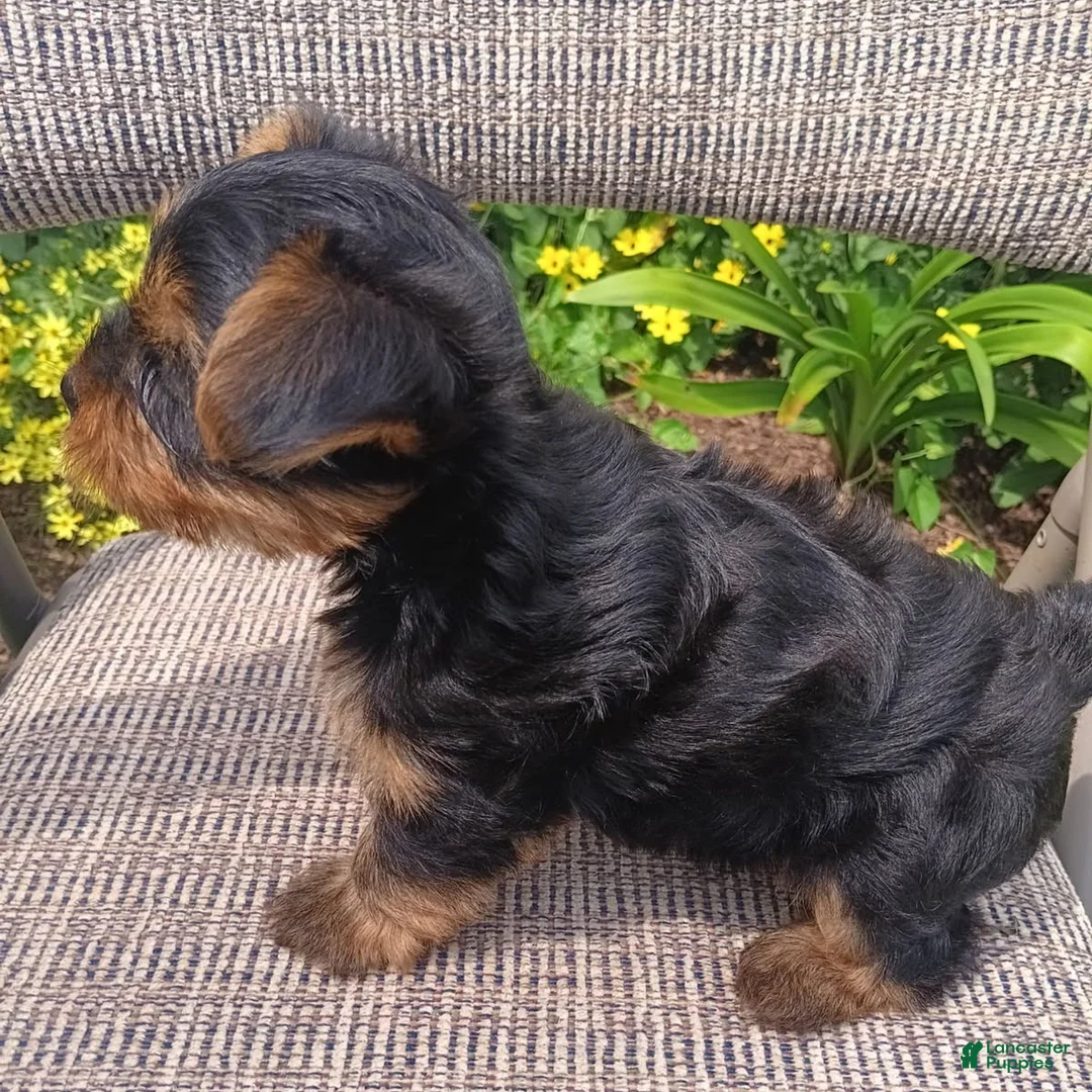 Yorkshire Terrier dogs for sale: Bobby  - Ad 2