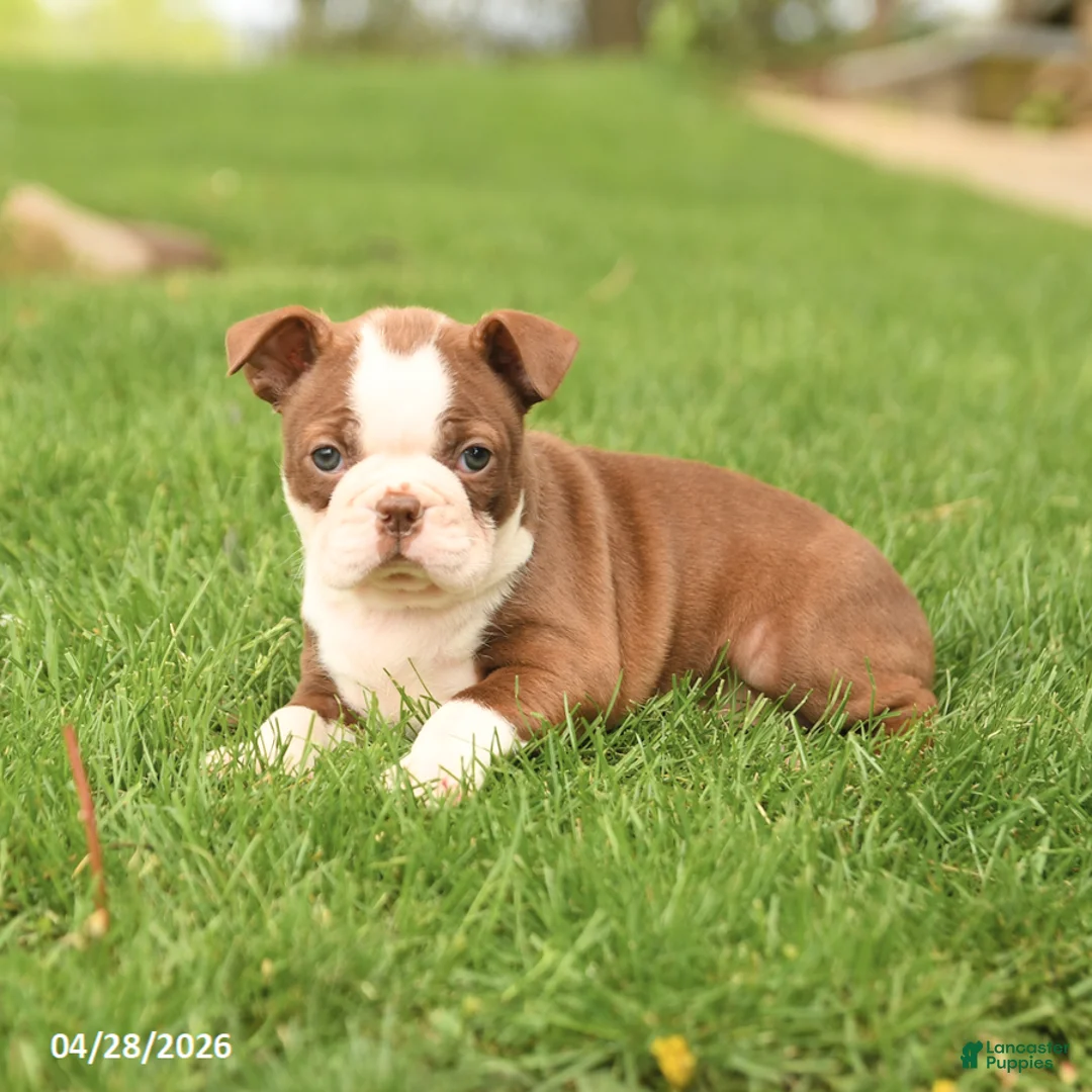 Boston Terrier dogs for sale: Ruby - Ad 5
