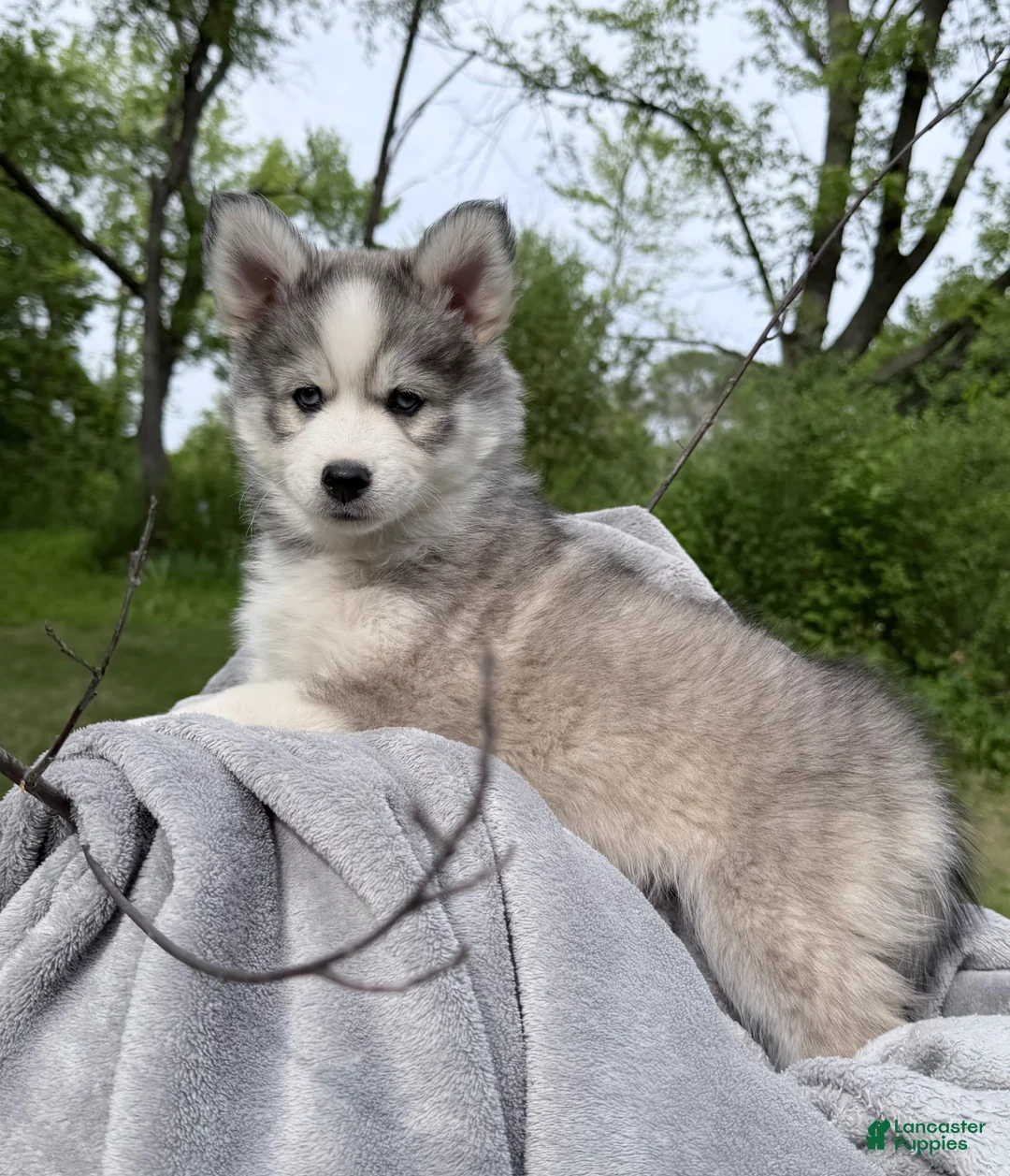 Pomsky dogs for sale: Sunny  - Ad 2