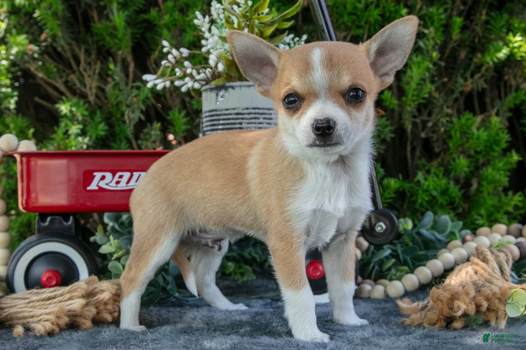 Chihuahua dogs for sale: Pablo - Ad 1