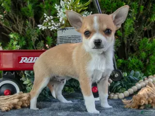 Chihuahua dogs for sale: Pablo - Ad 2