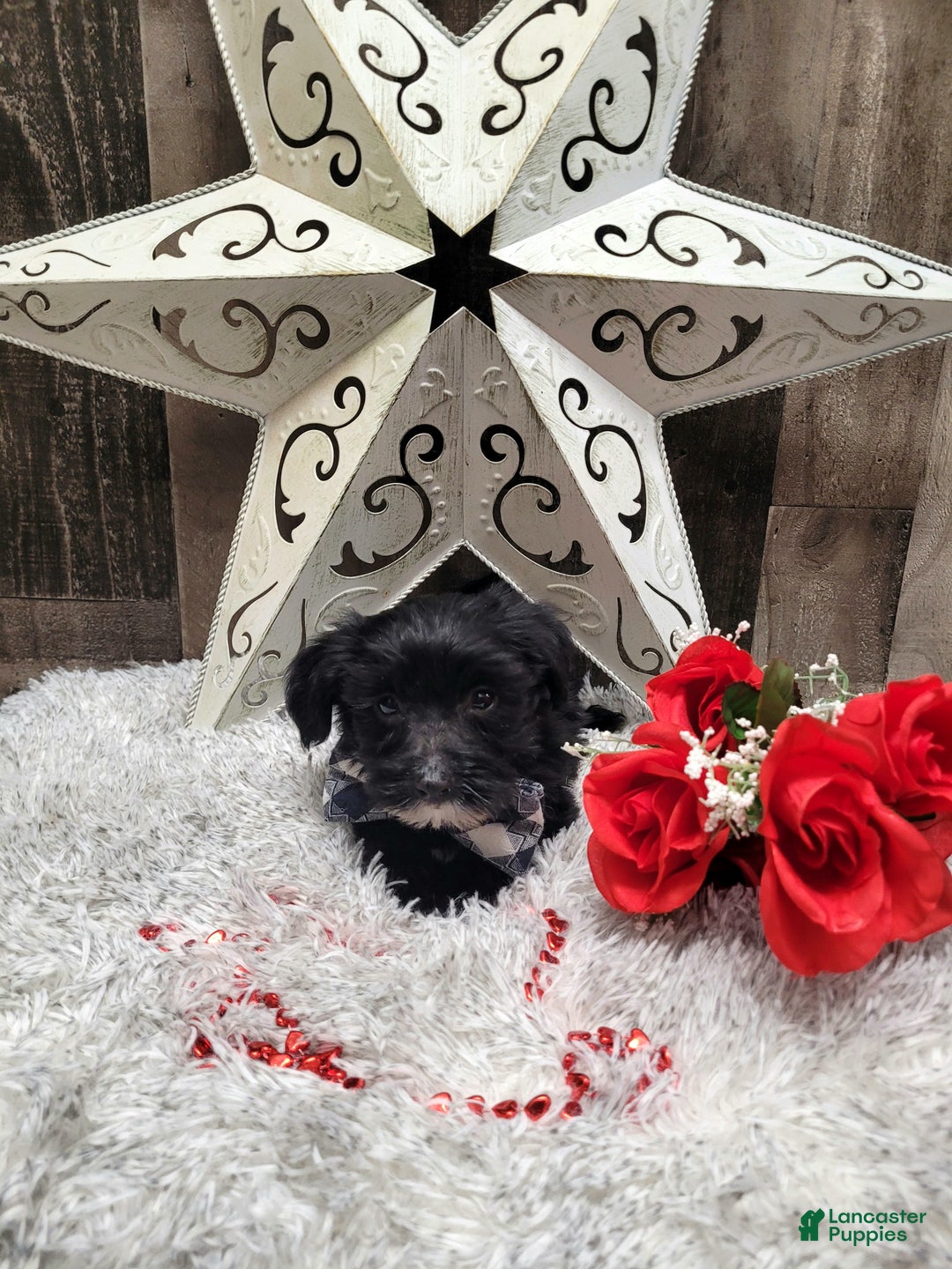 Mixed Breed dogs for sale: Muffin - Ad 7