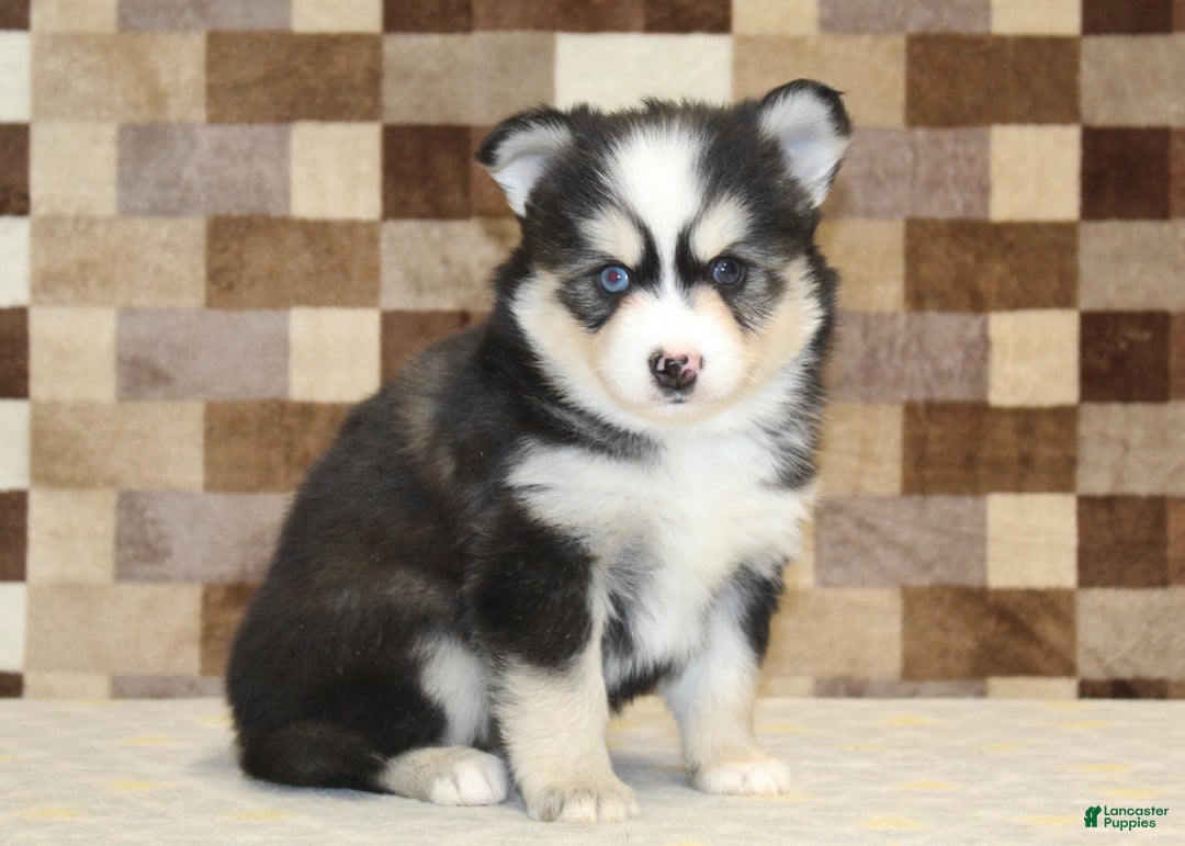 Pomsky dogs for sale: Bandit - Ad 4