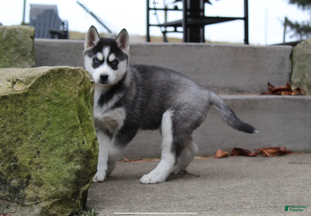 Siberian Husky dogs for sale: River - Ad 5