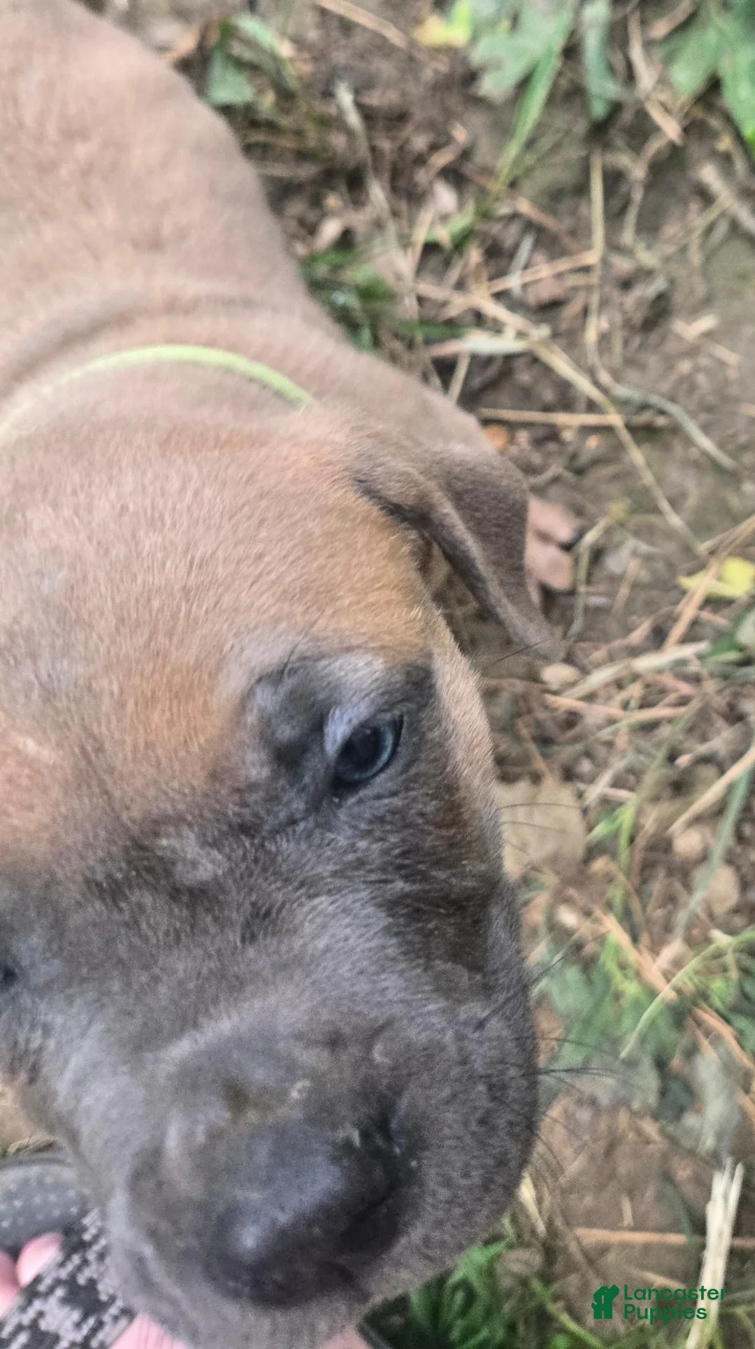 Cane Corso dogs for sale: Cane Corso 3 - Ad 2