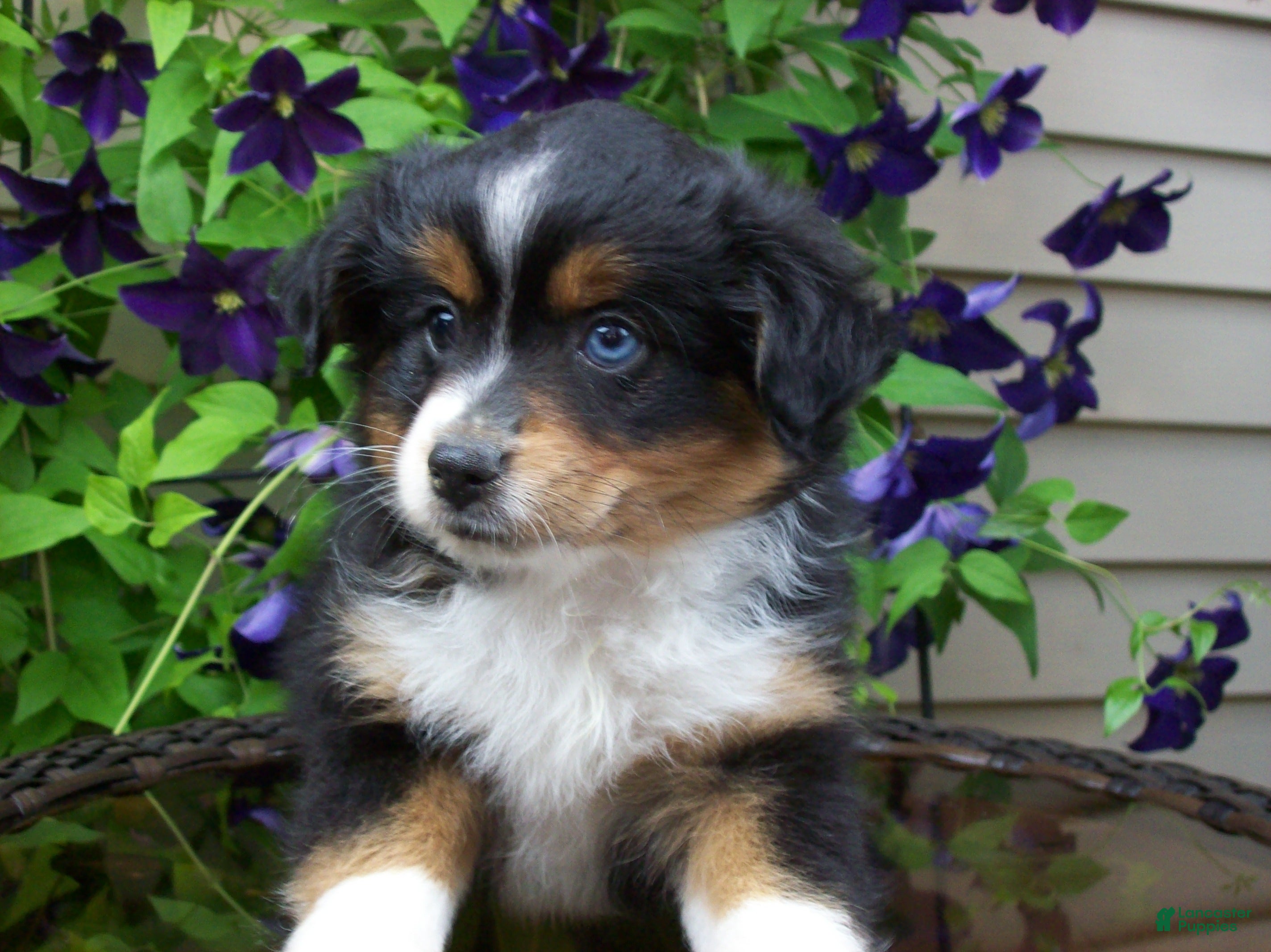 Miniature Australian Shepherd dogs Marley - Ad 1
