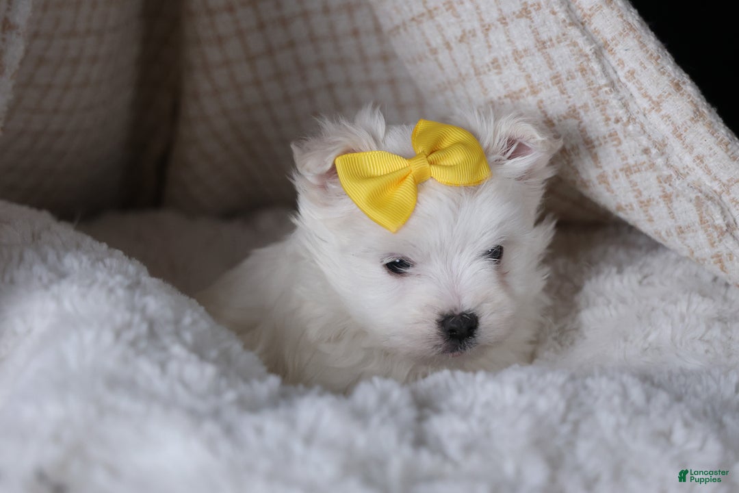 Maltese dogs for sale: ALEX - Ad 11