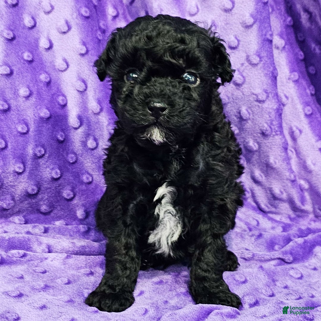 Mixed Breed dogs for sale: Dixon - Ad 4