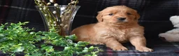 Golden Retriever dogs for sale: Liz - Ad 3