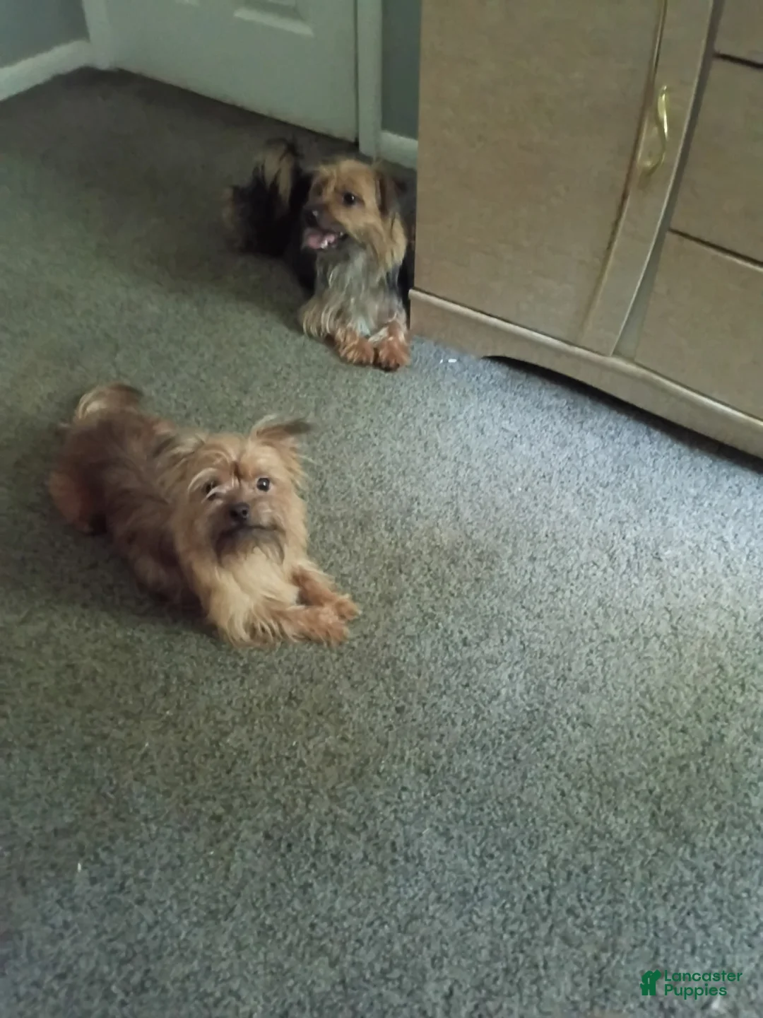 Yorkshire Terrier dogs for sale: Yorkshire Terrier 1 - Ad 5
