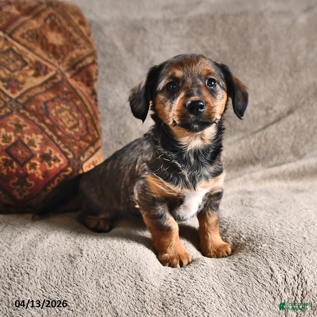 Miniature Dachshund dogs for sale: Dumpling - Ad 2