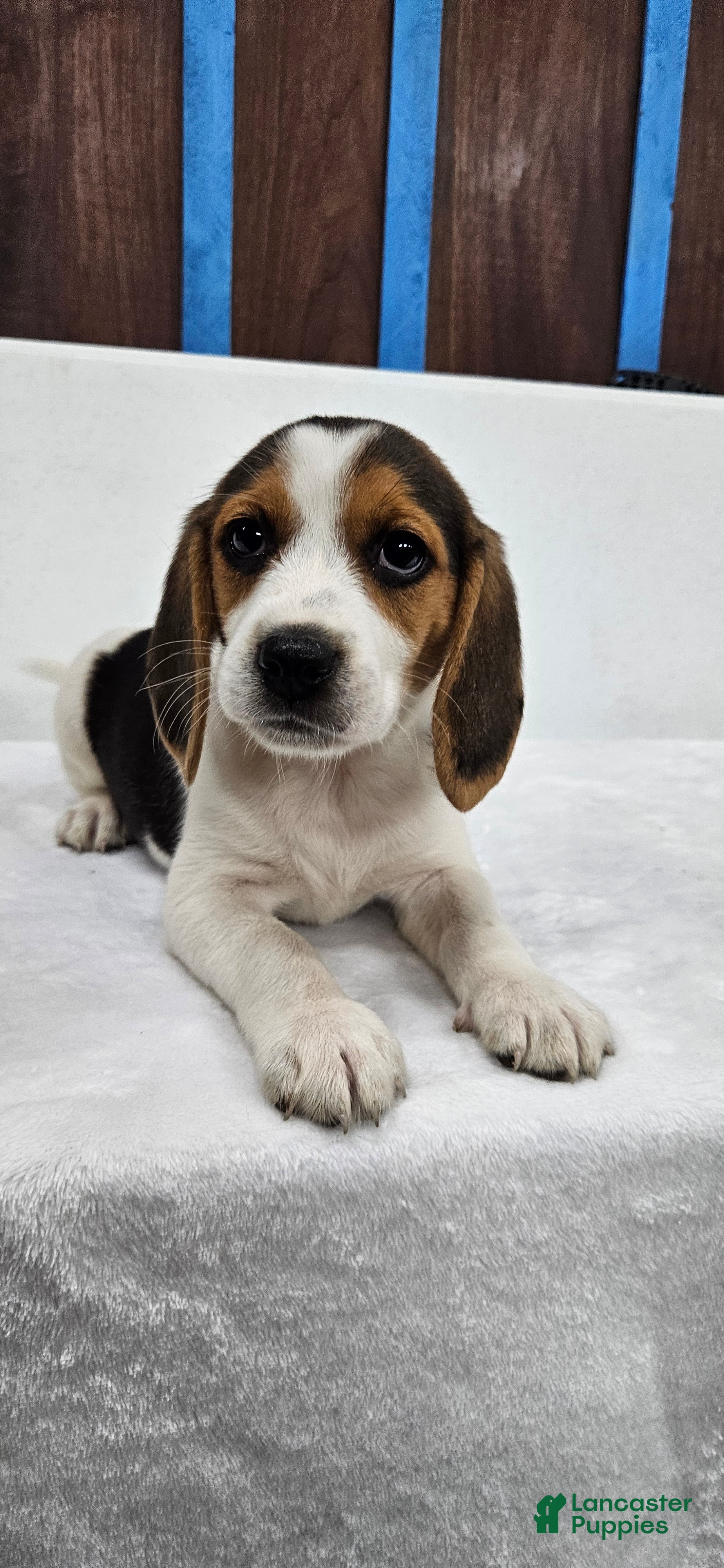 Beagle dogs Roxy - Ad 1