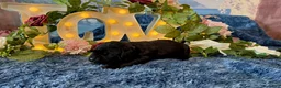 Cane Corso dogs for sale: Bruno - Ad 2
