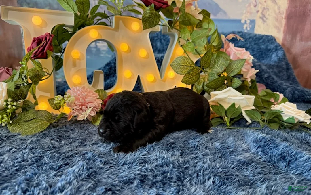 Cane Corso dogs for sale: Bruno - Ad 2