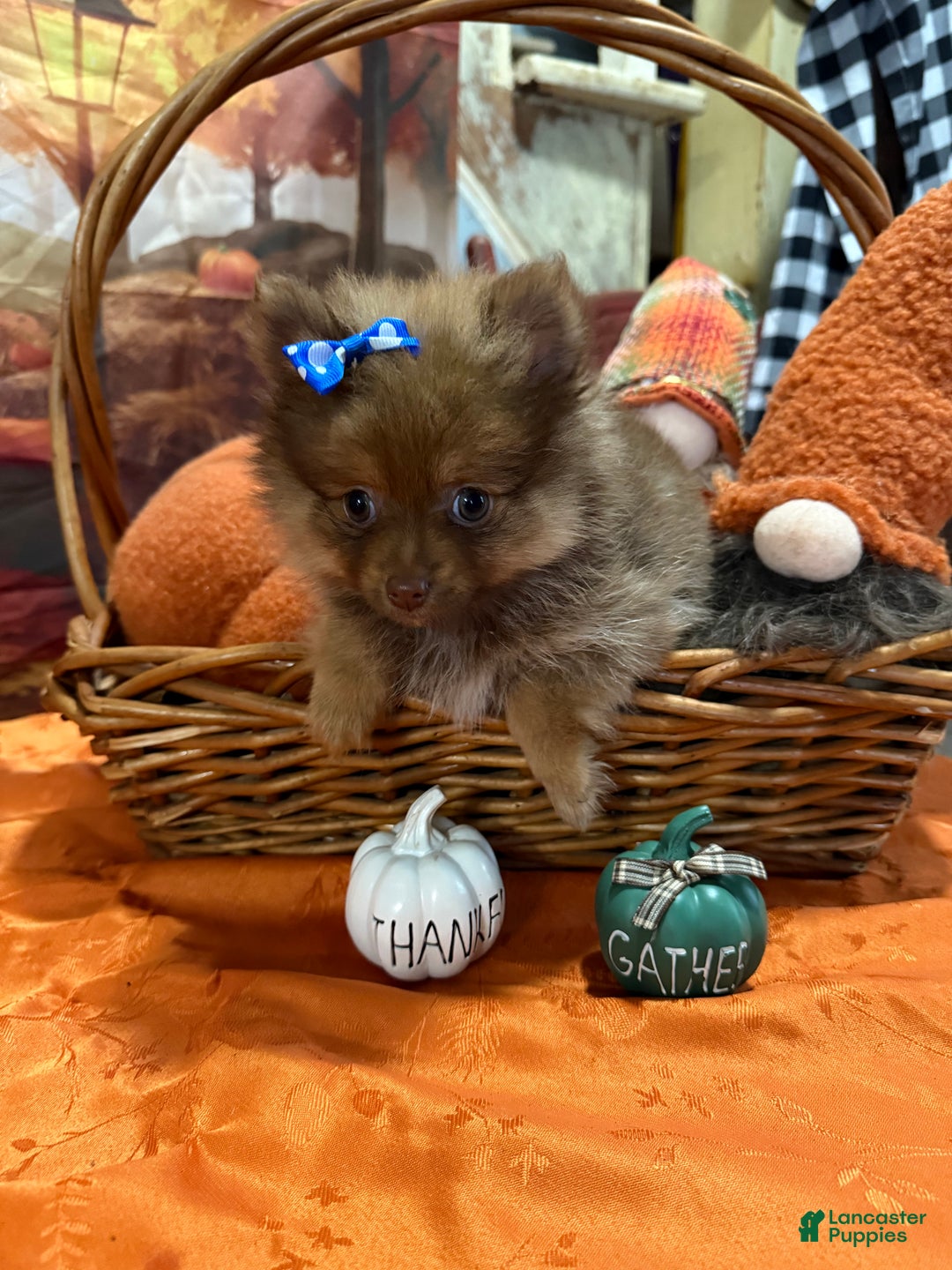 Pomeranian dogs for sale: Joy small - Ad 9