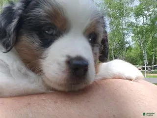 Miniature Australian Shepherd dogs Miniature Australian Shepherd Puppy 1 - Ad 3