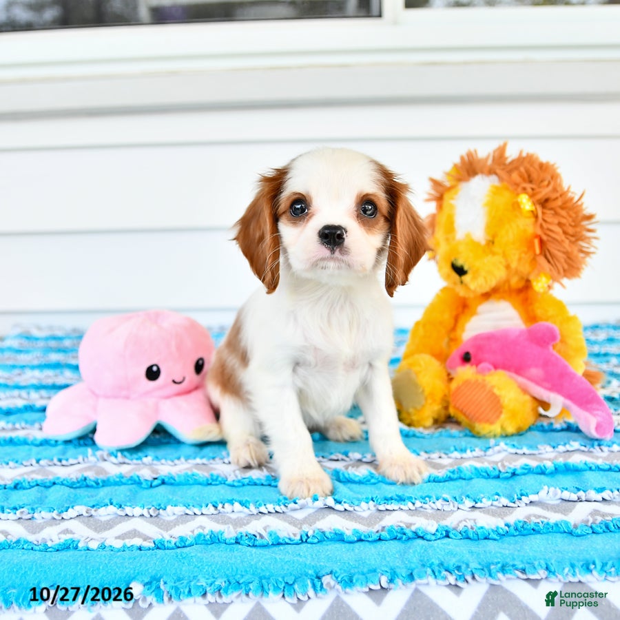 Cavalier King Charles Spaniel dogs for sale: Rhodes - Ad 1