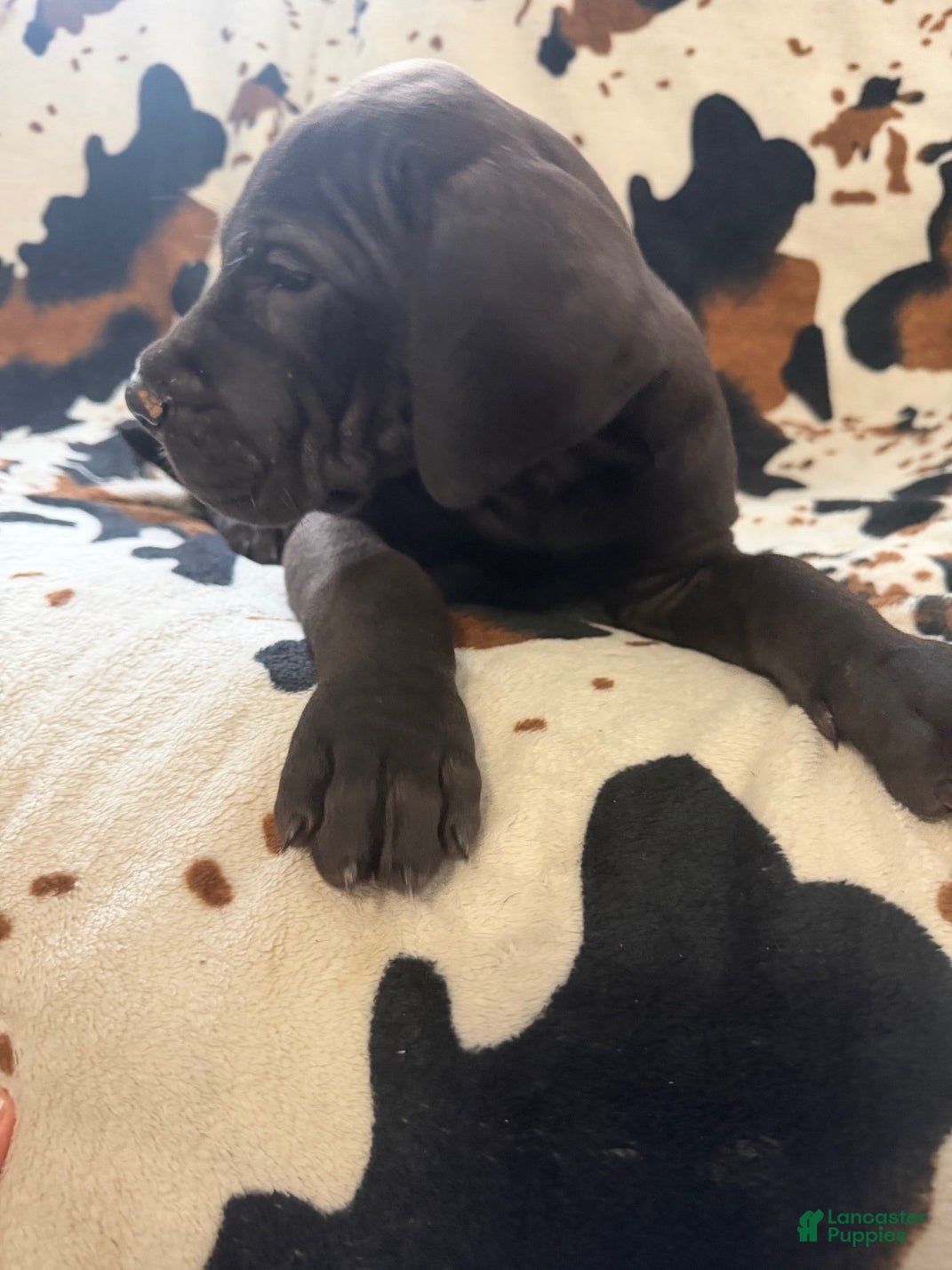 Great Dane dogs Pork Chop - Ad 3