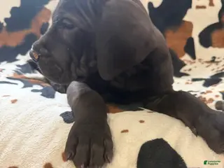 Great Dane dogs Pork Chop - Ad 37