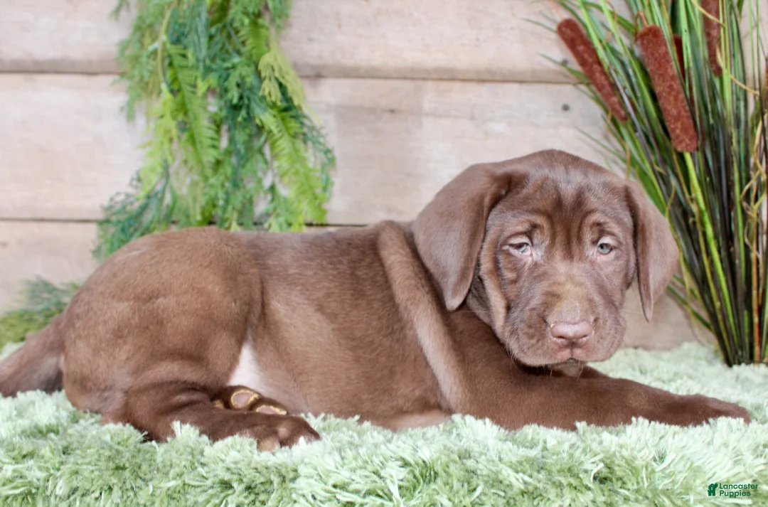 Labrador Retriever dogs for sale: Amanda - Ad 6