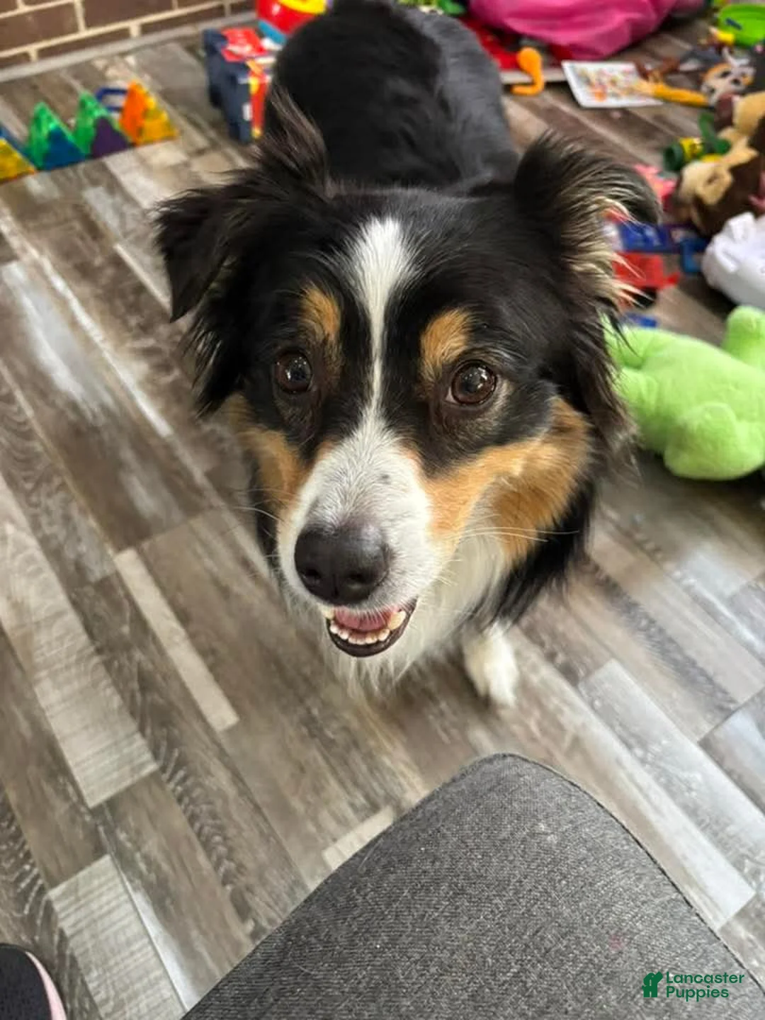 Miniature Australian Shepherd dogs for sale: Glacier - Ad 7