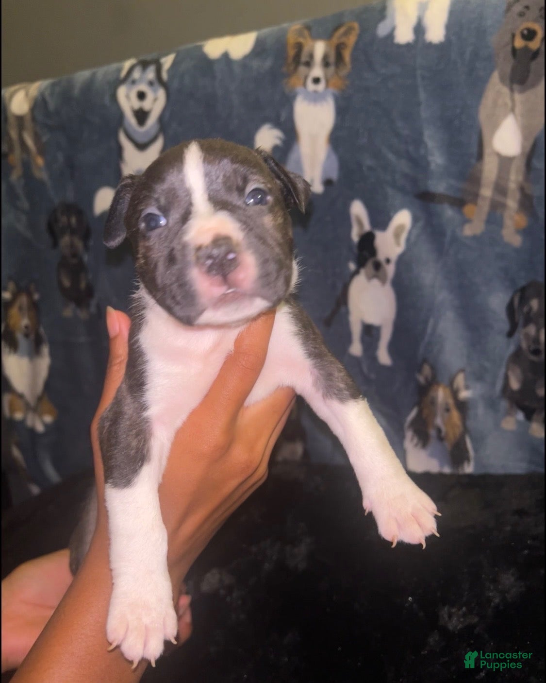 American Bully dogs Boy 🩵 •Pocket Bully• - Ad 1