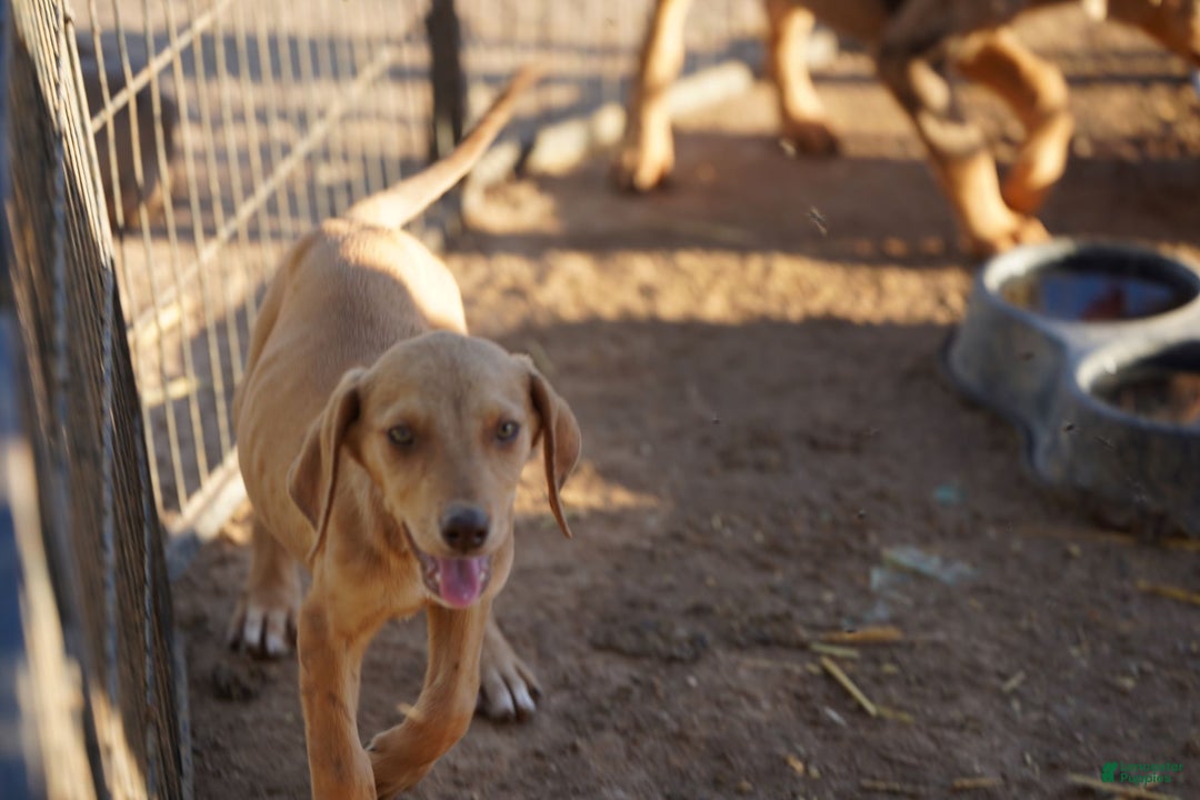 Mixed Breed dogs for sale: Reddish Fawn Merle M RT - Ad 7