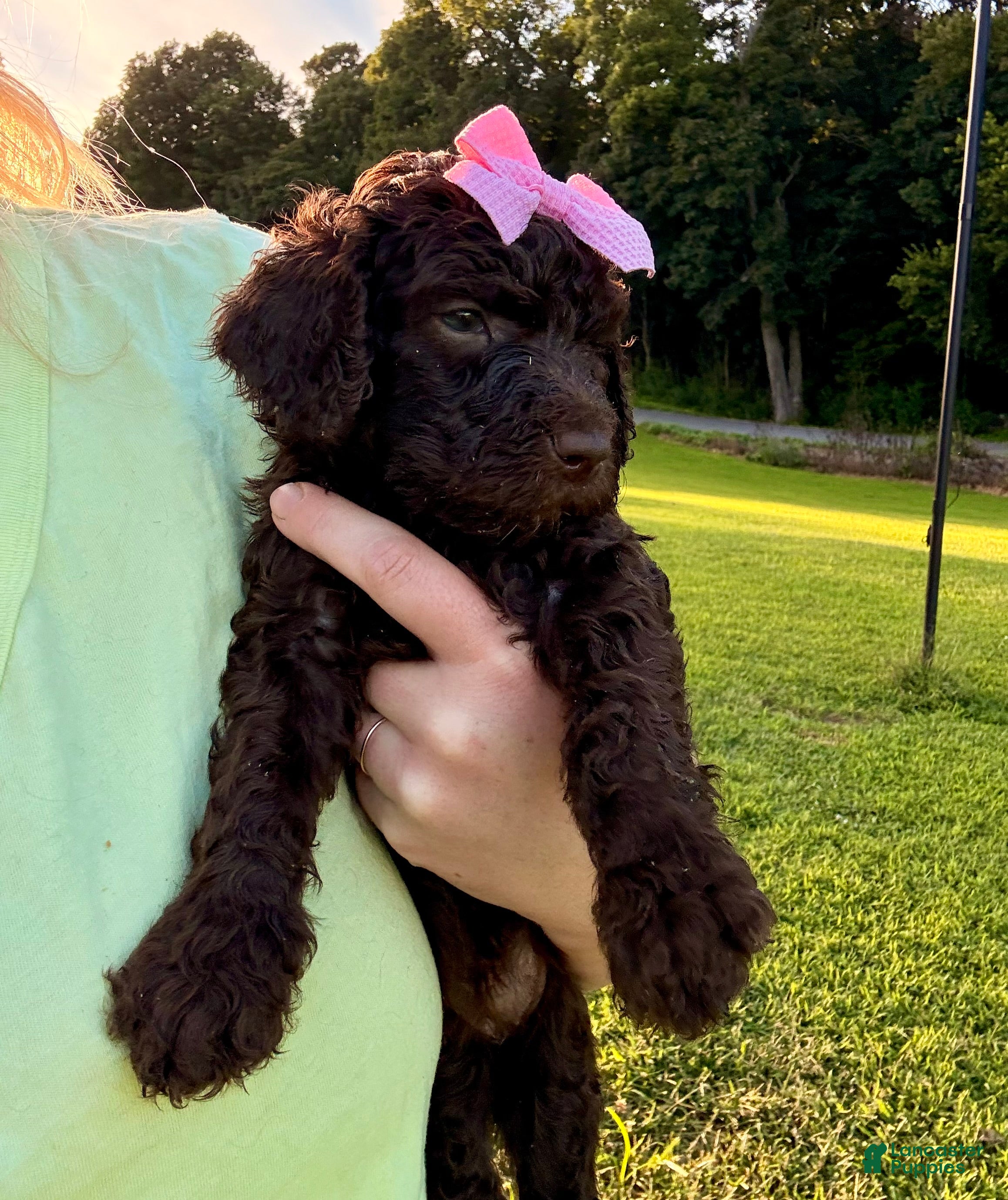Standard Poodle dogs Pink collar - Ad 2