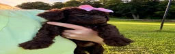Standard Poodle dogs for sale: Pink collar - Ad 2