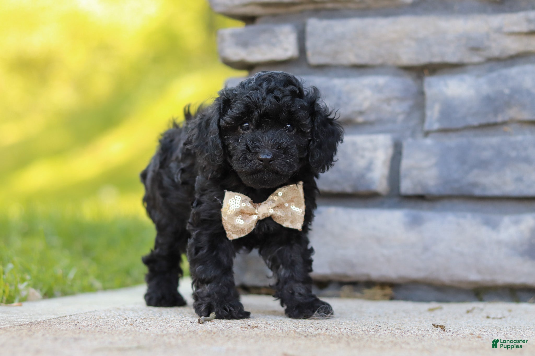 Miniature Poodle dogs Luca - Ad 2