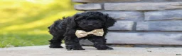 Miniature Poodle dogs for sale: Luca - Ad 2