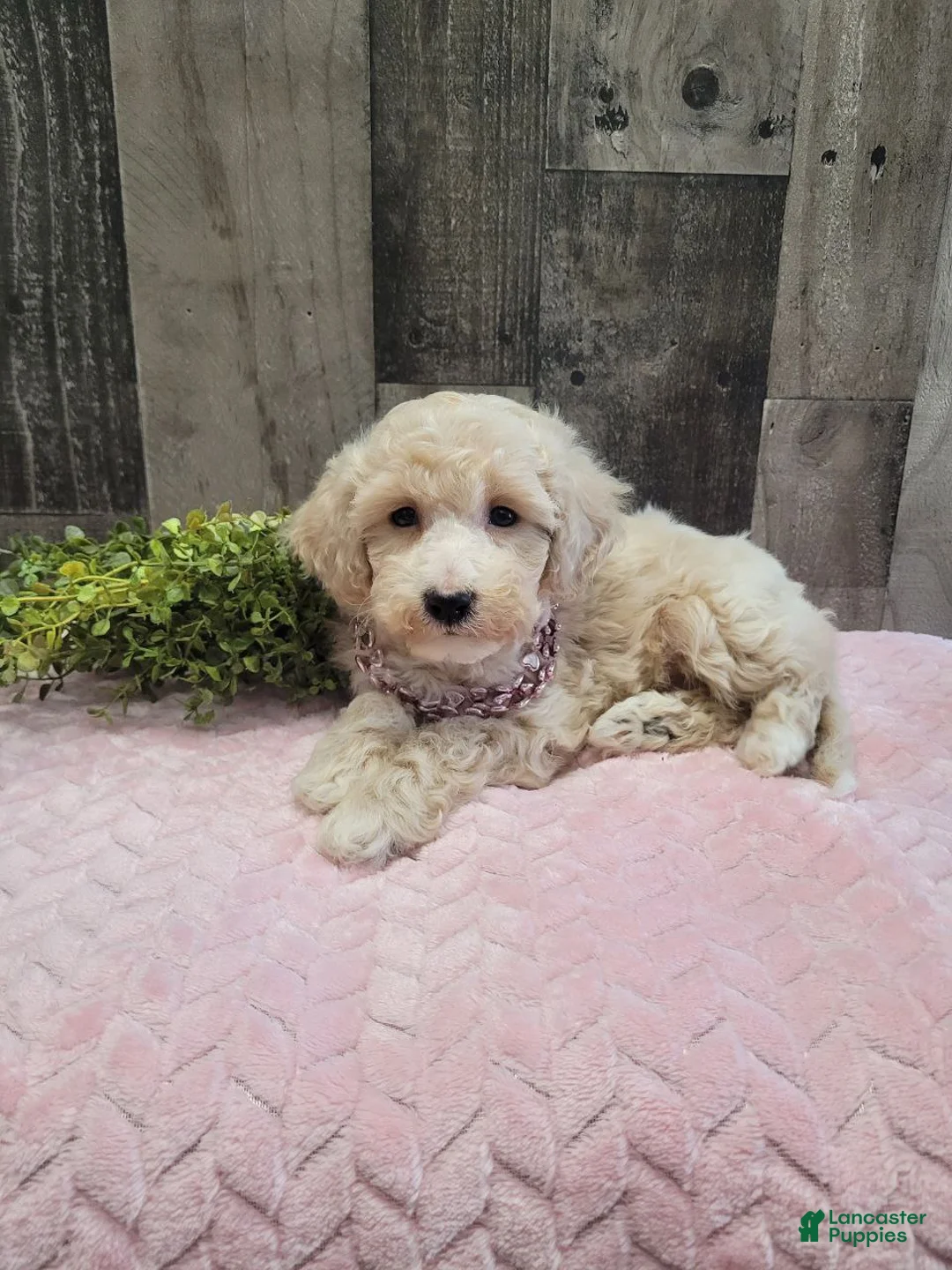 Bichpoo dogs for sale: Sugar - Ad 1