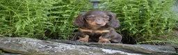 Miniature Dachshund dogs for sale: Janie - Ad 1