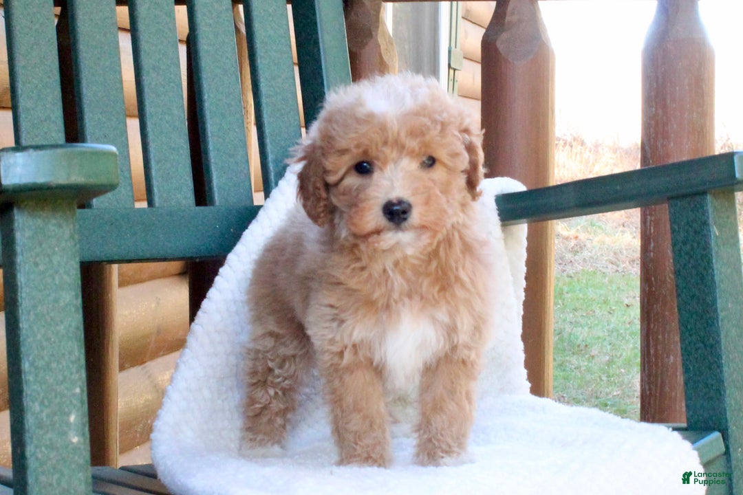 Mini Goldendoodle dogs for sale: Sugar - Ad 5