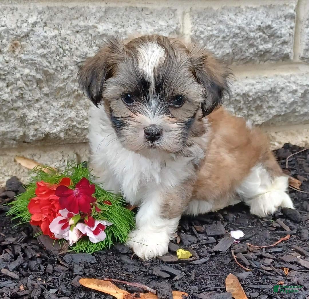 Mixed Breed dogs Milkey - Ad 1