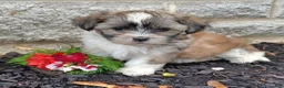 Mixed Breed dogs for sale: Milkey - Ad 1