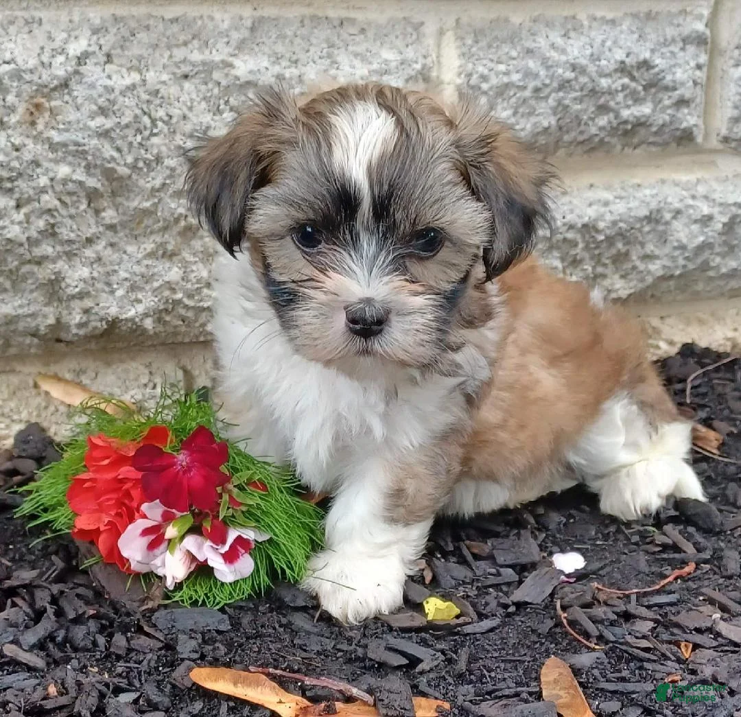 Mixed Breed dogs for sale: Milkey - Ad 1