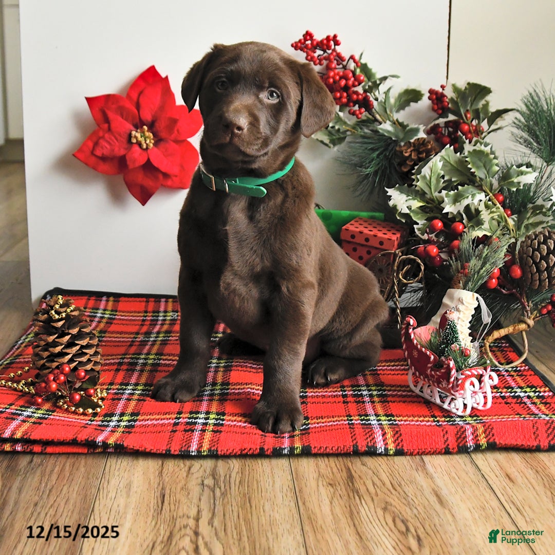 Labrador Retriever dogs for sale: Shelby - Ad 1