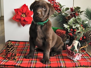 Labrador Retriever dogs Shelby - Ad 2