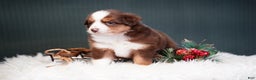 Miniature Australian Shepherd dogs for sale: Daisy - Ad 11