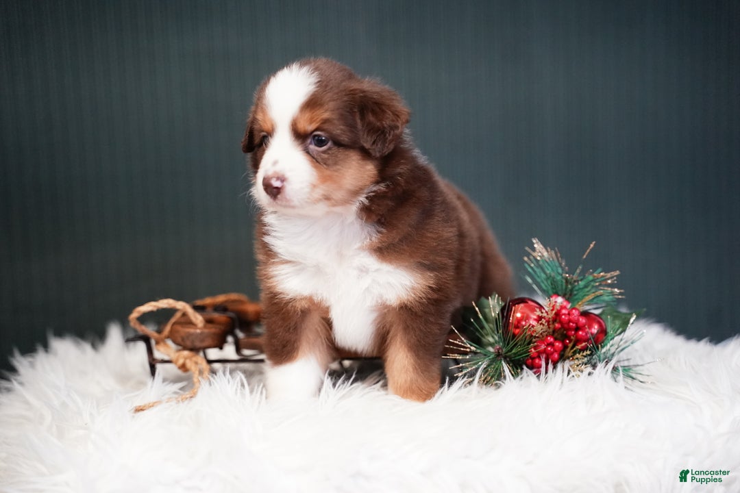 Miniature Australian Shepherd dogs for sale: Daisy - Ad 11