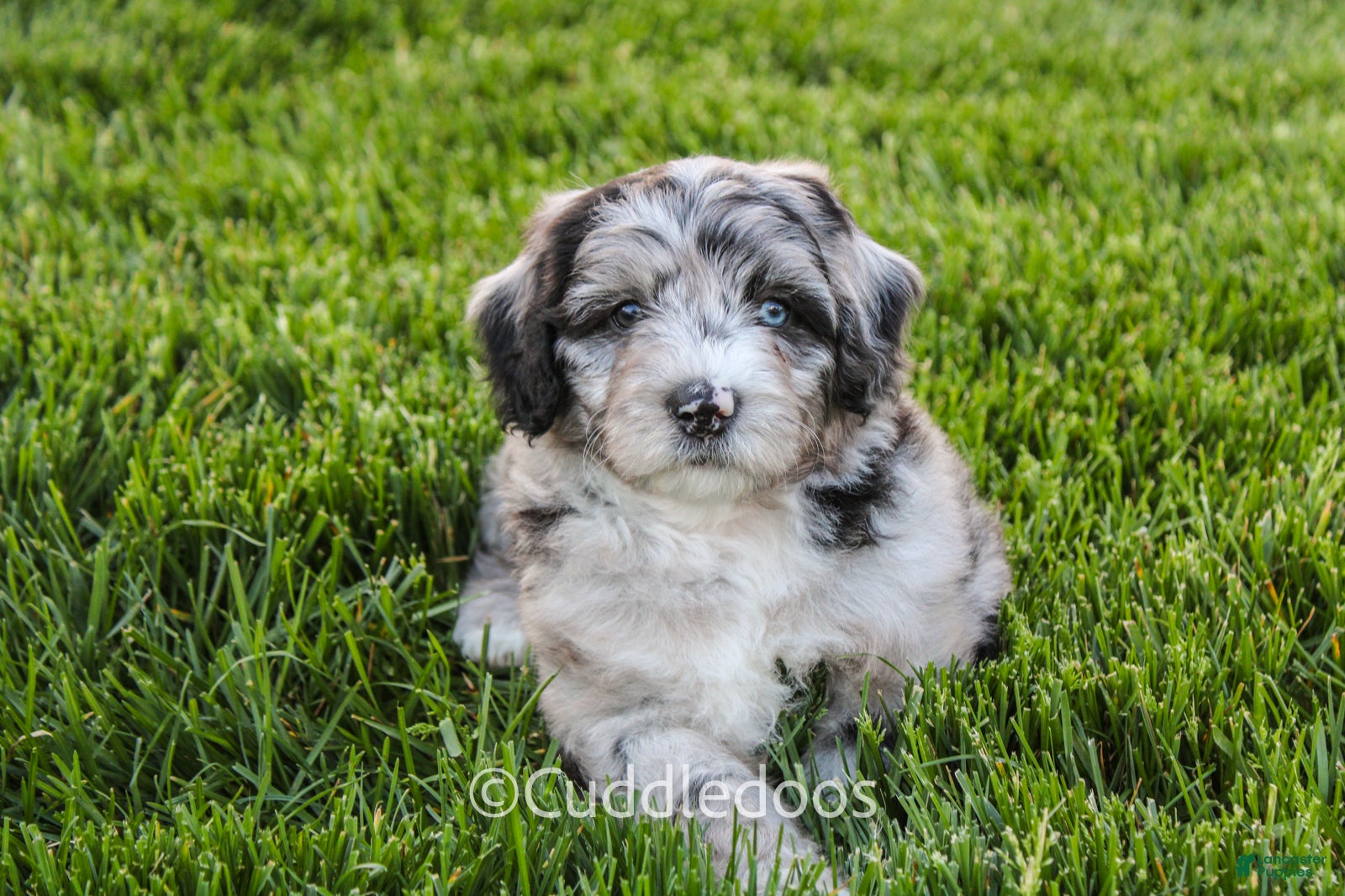 Mini Sheepadoodle dogs Iris - Ad 2