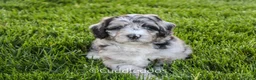 Sheepadoodle dogs for sale: Iris - Ad 4